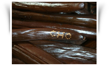 Stanzen von Vanille — Betrug Rückverfolgbarkeit