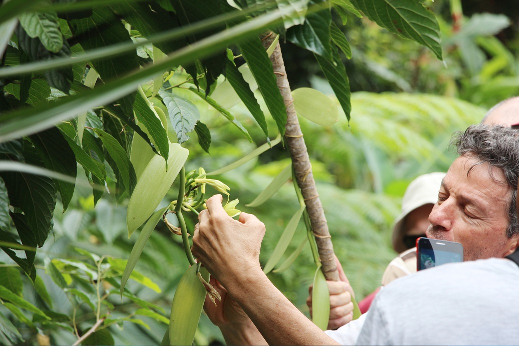 Préparation artisanale de la vanille réunionnaise — atelier Escale Bleue