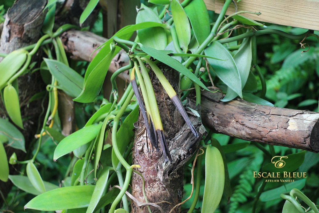 Gousses de vanille noires et brillantes prêtes à l'emploi