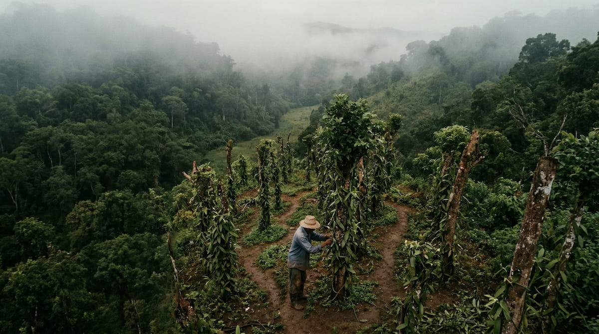 Plantation de vanille dans la région SAVA, nord-est de Madagascar